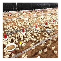 สมบูรณ์อุปกรณ์ฟาร์มสัตว์ปีกอัตโนมัติไก่เนื้อกรงไก่ควบคุม T607